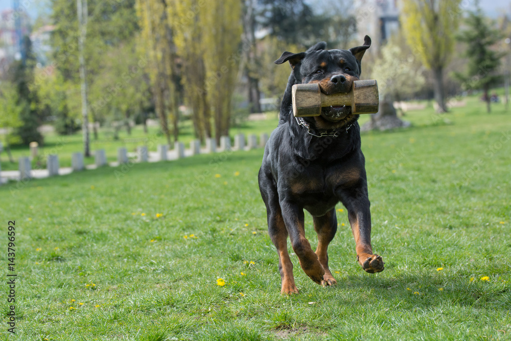 Rottweiler running on the grass Rottweiler running on the grass