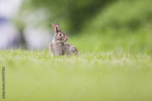 Eastern cottontail rabbit  © Mircea Costina