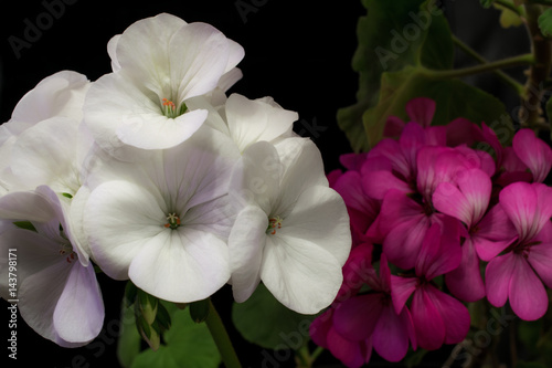 Fototapeta Naklejka Na Ścianę i Meble -  bouquet of white geranium flowers on black background