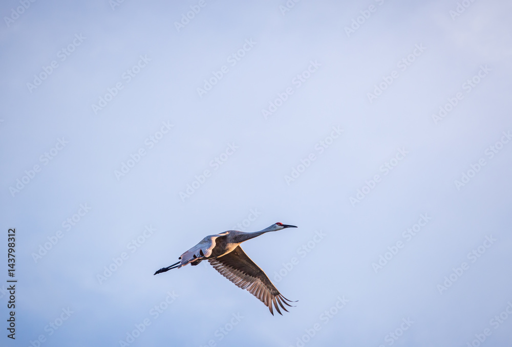 Obraz premium Majectic Sand Hill Crane in flight wings full spread downward blue isolated blue sky morning light