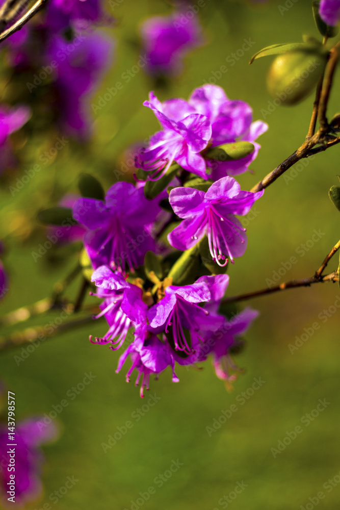 Ledum. Ledum palustre (Rhododendron tomentosum) plant in forest