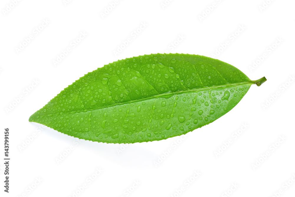 Fototapeta premium Green tea leaf with drops of water