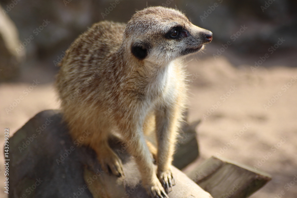 Fototapeta premium An image of a meerkat