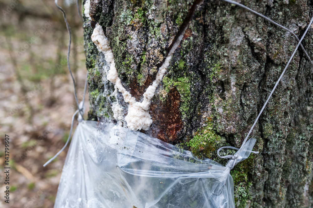 Fototapeta premium Harvesting of birch sap in a spring forest.