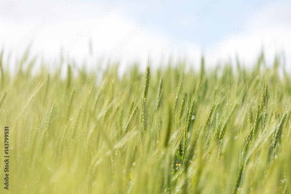 Obraz premium Close up view of Young green wheat growing on a farmland in the Swartland in the Western Cape of South Africa