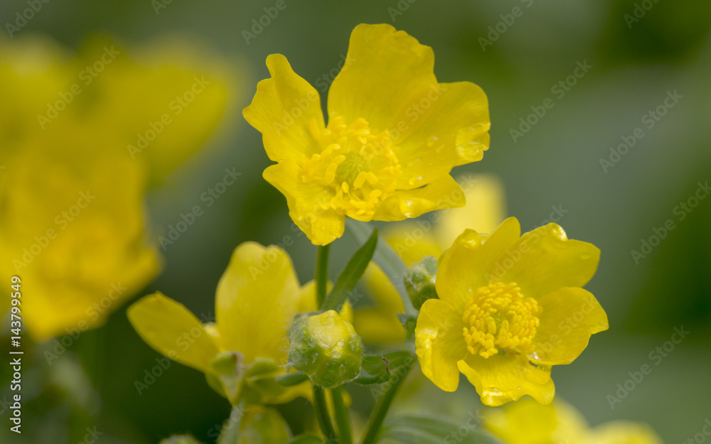Meadow buttercup on a background of green grass