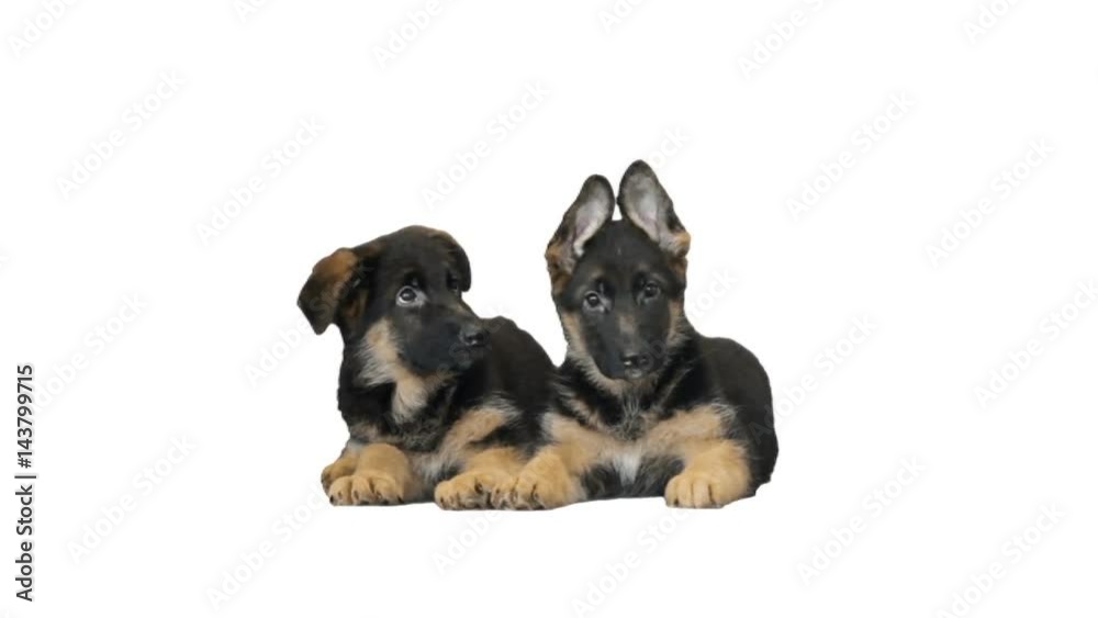 Two funny puppies of a German shepherd Two funny puppies of a German shepherd