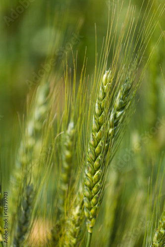 Close up view of Young green wheat growing on a farmland in the Swartland in the Western Cape of South Africa