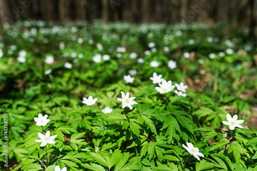 White flowers anemone in forest. First spring flowers © Irina84