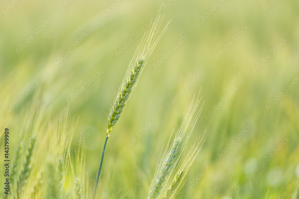 Fototapeta premium Close up view of Young green wheat growing on a farmland in the Swartland in the Western Cape of South Africa