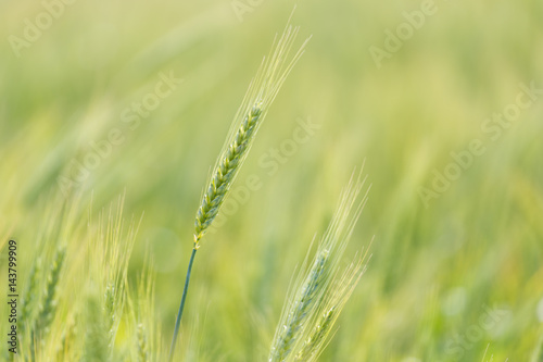 Close up view of Young green wheat growing on a farmland in the Swartland in the Western Cape of South Africa