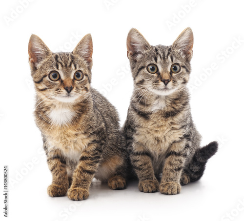Two little kittens. © voren1
