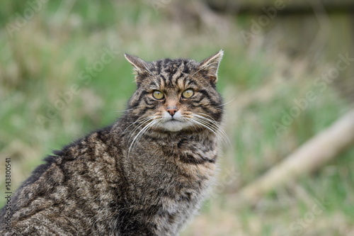 Scottish wildcat © Steve Simmons UK