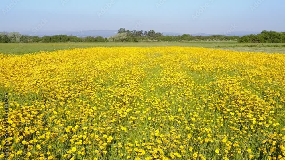 Aerial view of yellow daisies field, forward fly over, 4K drone footage. Aerial view of yellow daisies field, forward fly over, 4K drone footage.