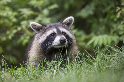 American raccoon portrait