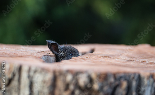 Rabbit on a stump