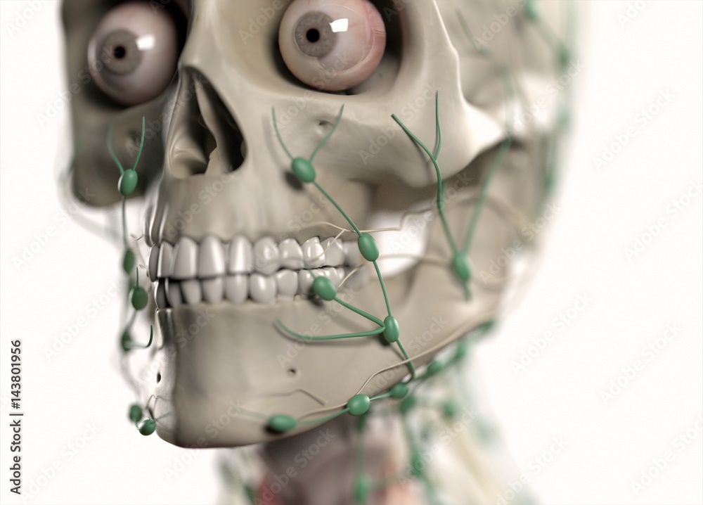 Anatomy illustration showing skull and lymph nodes on face. 3d illustration