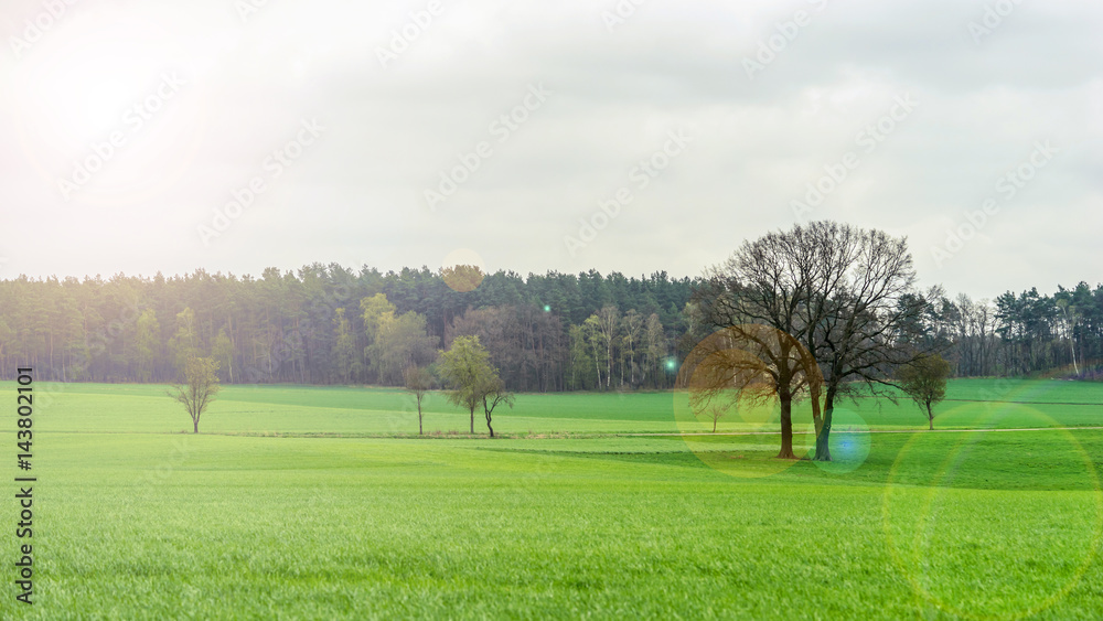 Sunny rural landscape