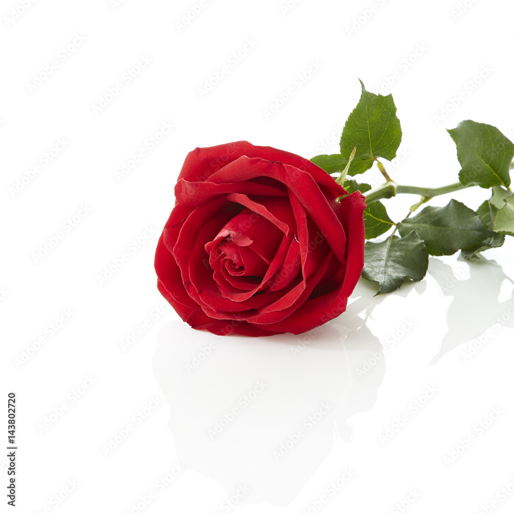red rose flower red rose flower
