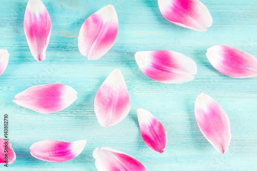 Pink tulip petals on a blue wooden background