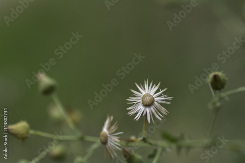 The grass dried  on blurred background .