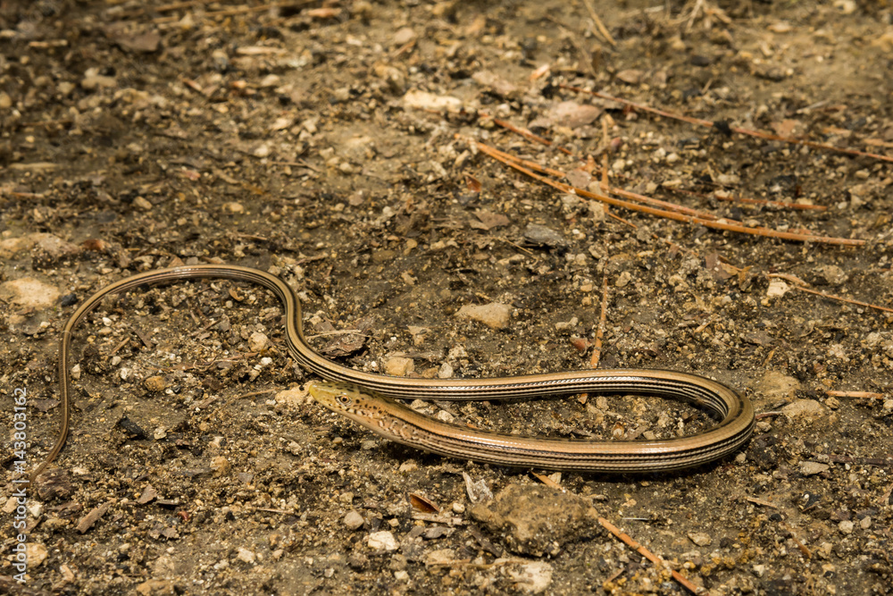 Naklejka premium Slender Glass Lizard