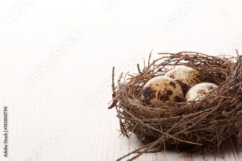 Quail eggs in a nest.