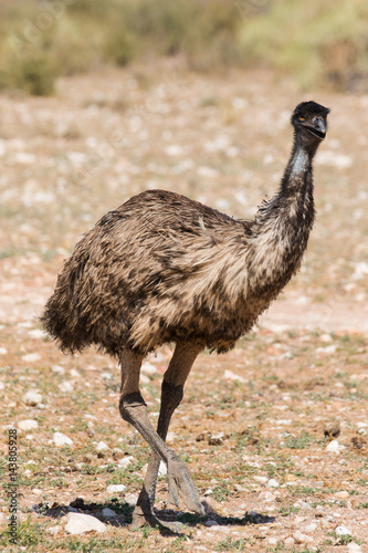 Close up image of an Emu walking in nature