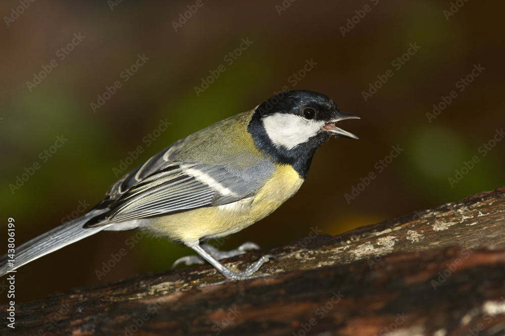 Naklejka premium Great tit