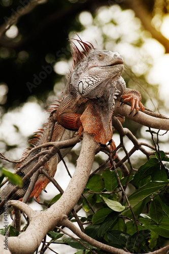 Fantastic gray iguana sitting in the top of a bush. photo