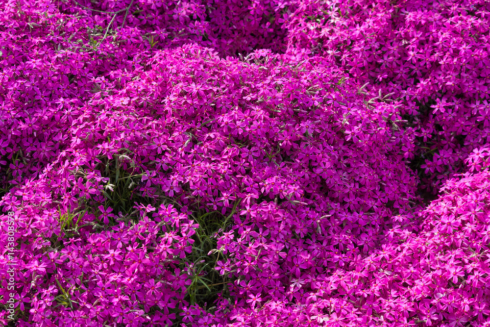 Purple moss phlox on a meadow. Flower