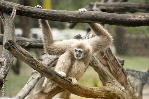 Female Northern White-Cheeked Gibbon - Nomascus leucogenys.