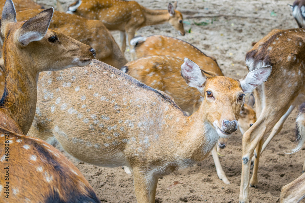 Herd of Sika deers, female with large eye, Vietnam, island, Nha Trang,