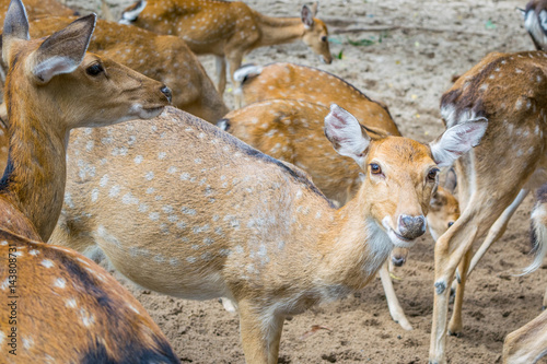Obraz na płótnie Herd of Sika deers, female with large eye, Vietnam, island, Nha Trang, w salonie