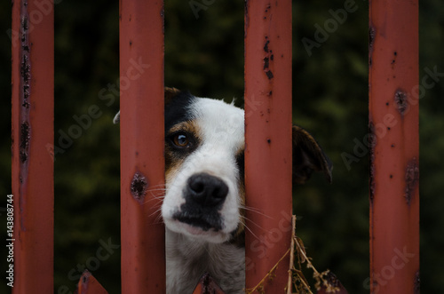 Smutny pies © Cezary