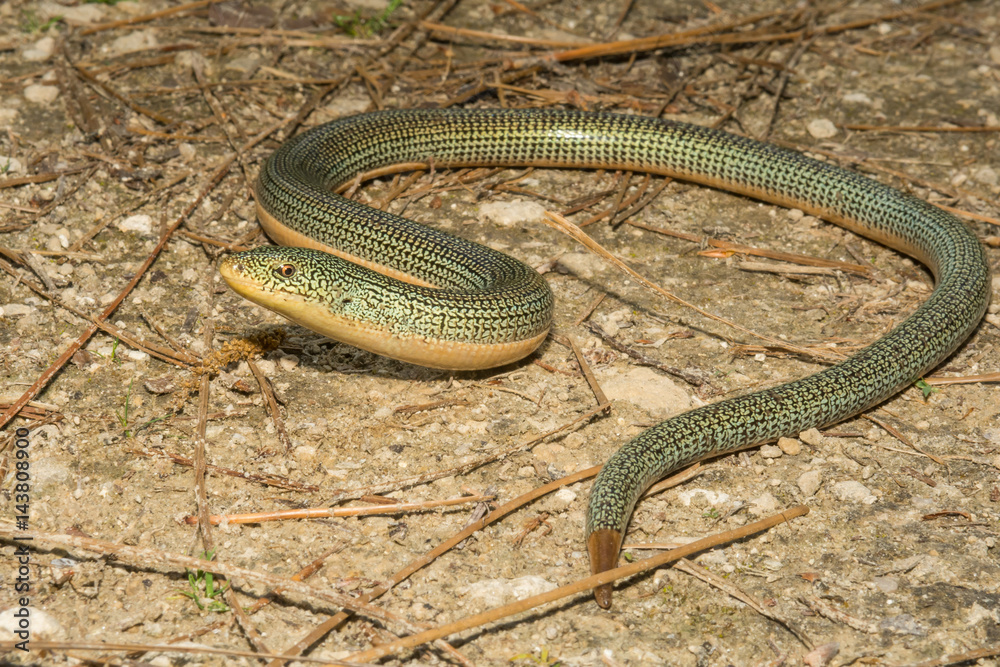 An Eastern Glass Lizard foraging on the ground in Florida. An Eastern Glass Lizard foraging on the ground in Florida.