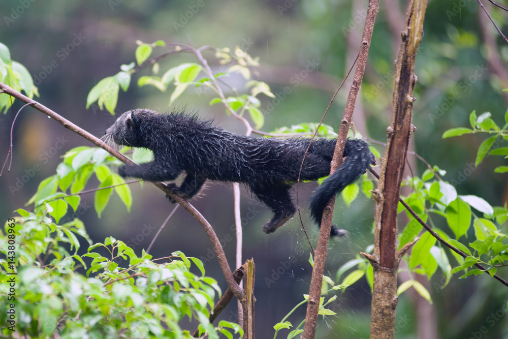 Fototapeta premium Rare and amusing animal - binturong.
