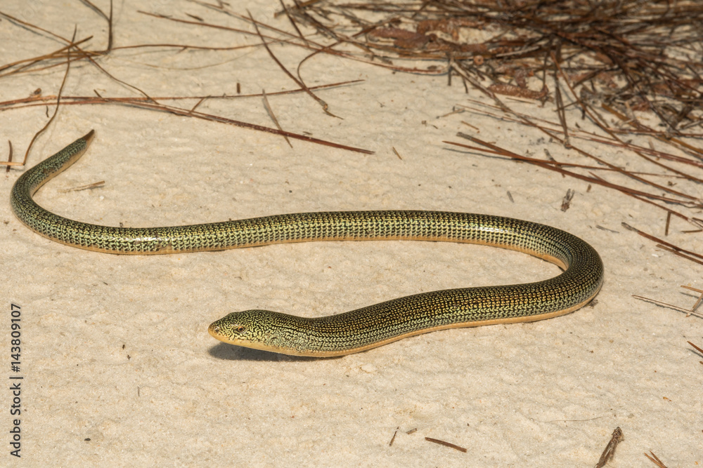 Naklejka premium An Eastern Glass Lizard crossing a dirt road in Florida.
