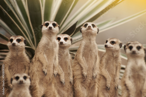 Obraz na plátně Suricate or meerkat (Suricata suricatta) standing on guard.