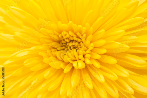 Yellow Chrysanthemum on white background