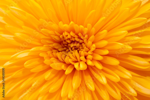 Orange Chrysanthemum on white background