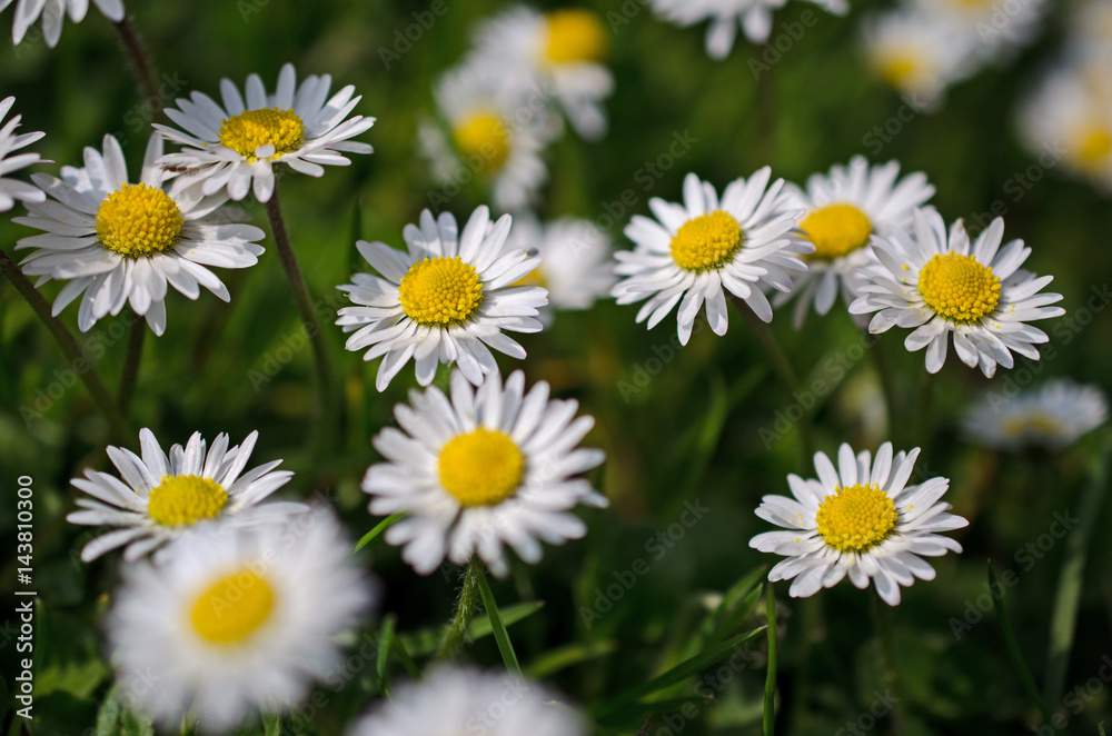 Gänseblümchen Hintergrund Gänseblümchen Hintergrund