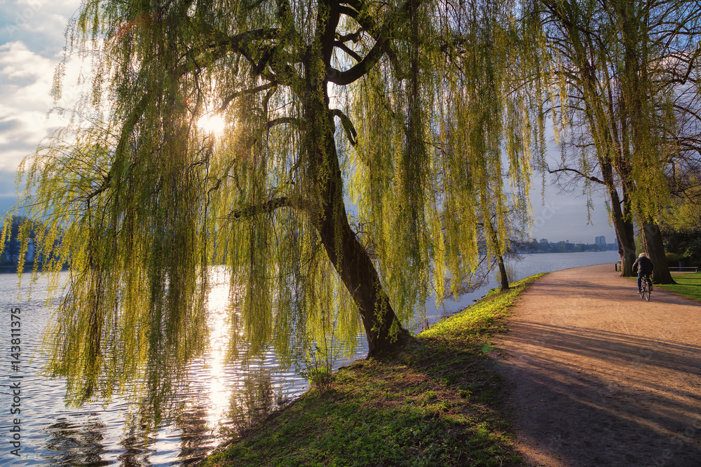 Fototapeta premium Wierzba płacząca na Alster