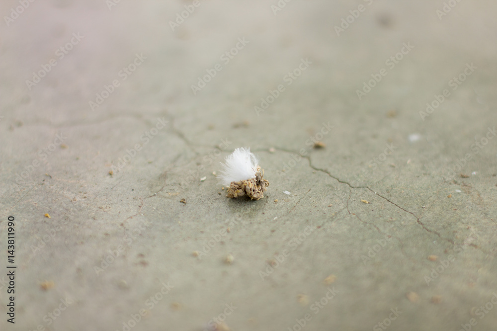 Bird dropping on the floor with copy space