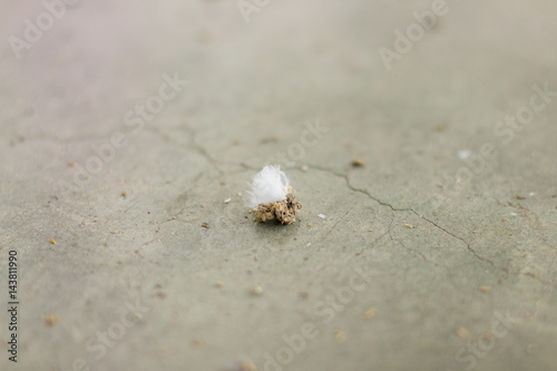 Bird dropping on the floor with copy space