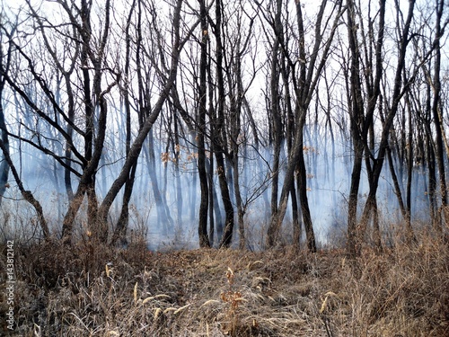 Forest in the smoke in the spring