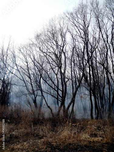 Wallpaper Mural Forest in the smoke in the spring Torontodigital.ca