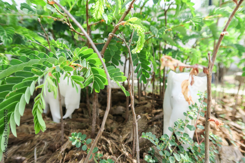 Canvas Print elephants