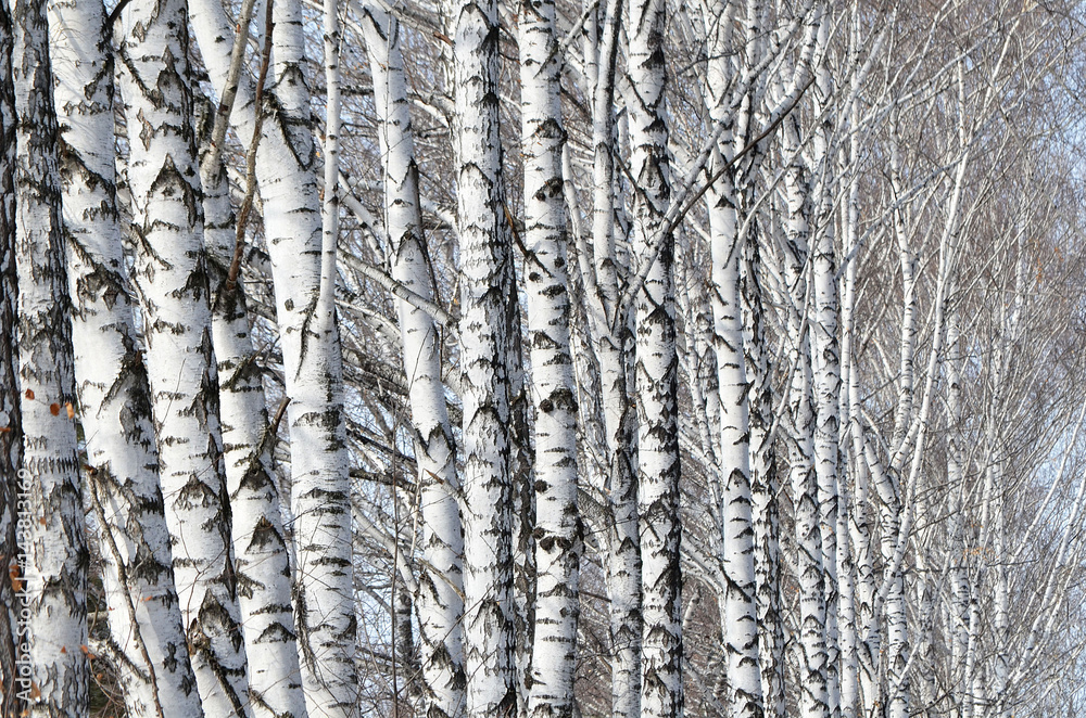 Obraz premium Белые берёзы.