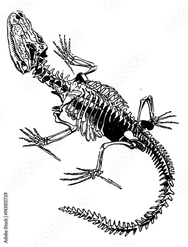 skeleton of a lizard